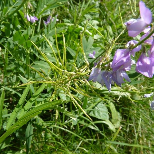 Galega officinalis Ovoce