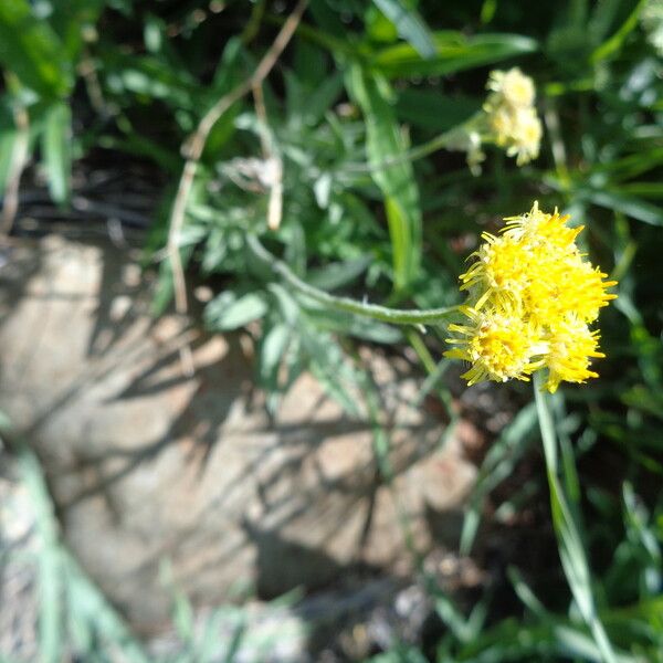 Helichrysum odoratissimum Other