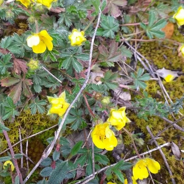 Potentilla crantzii Floro