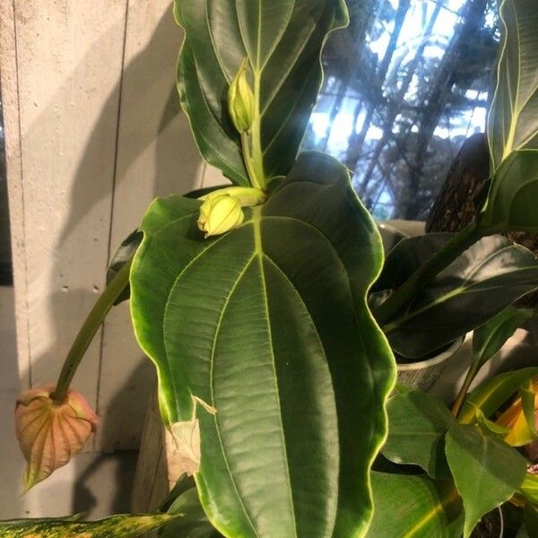 Medinilla magnifica Leaf