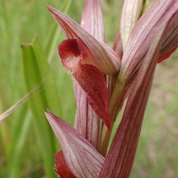 Serapias vomeracea Flower