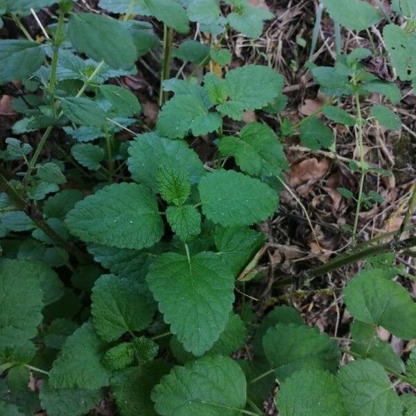 Melissa officinalis Feuille