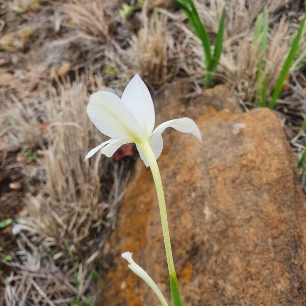 Gladiolus candidus Cvet