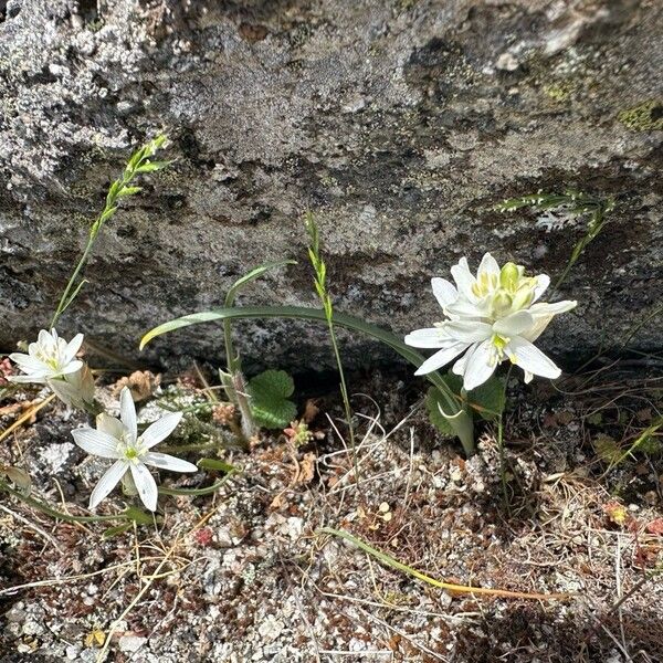 Ornithogalum broteroi Fiore