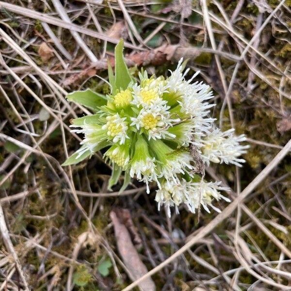 Petasites albus Flower