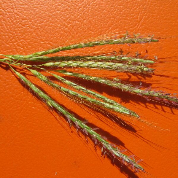 Dichanthium annulatum Blüte