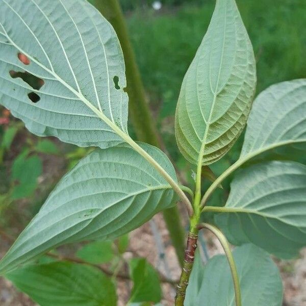 Cornus alternifolia Yaprak