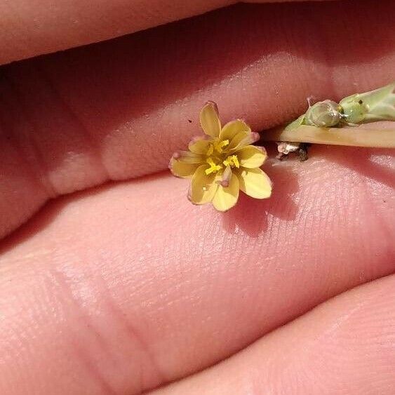 Lactuca saligna Floare