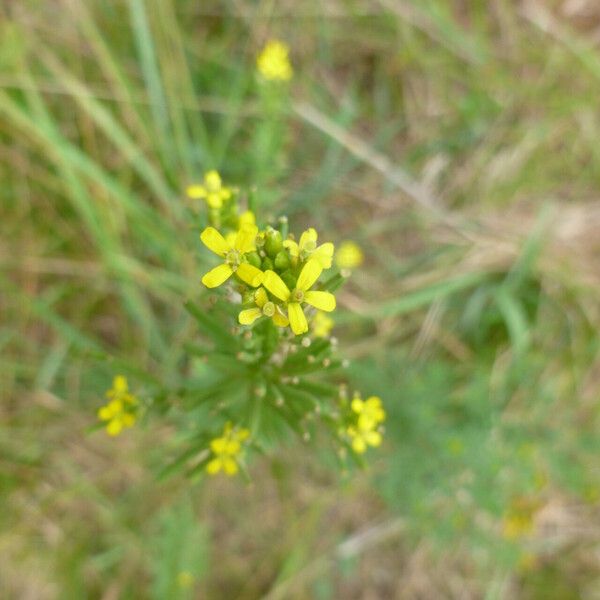 Erysimum cheiranthoides Flower