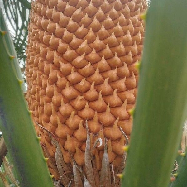 Cycas circinalis Fruto