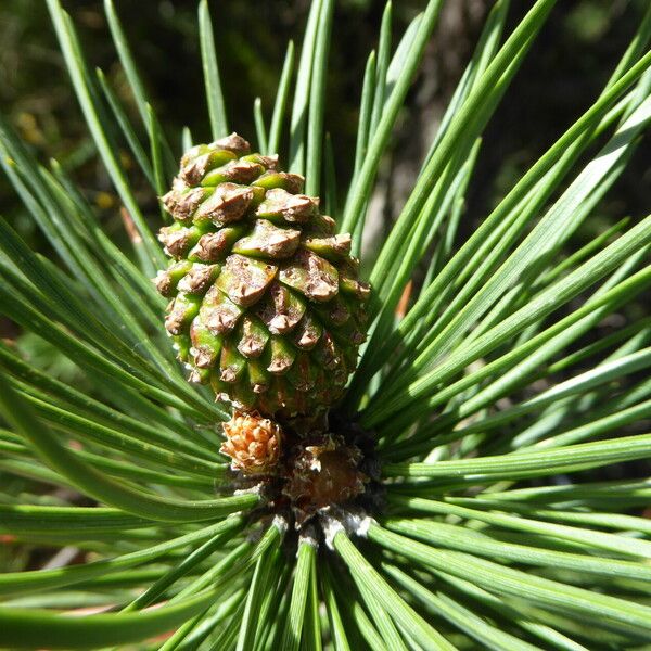 Pinus mugo Fruchs