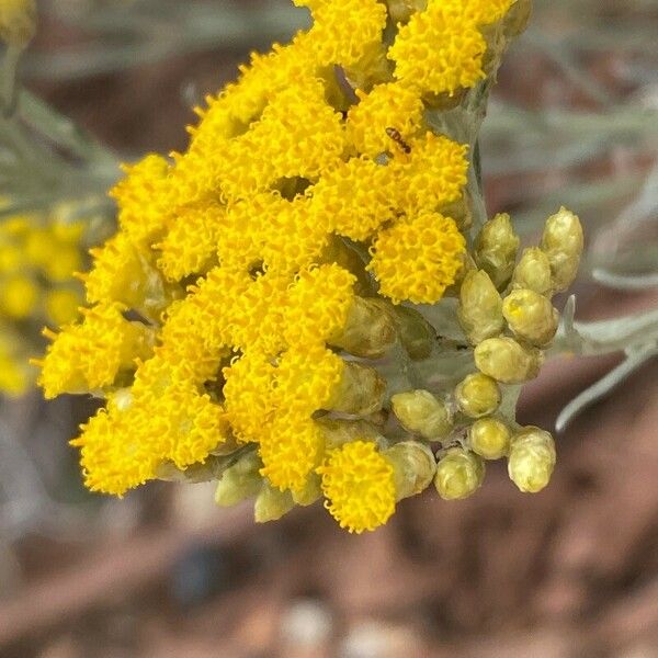 Helichrysum stoechas Flors