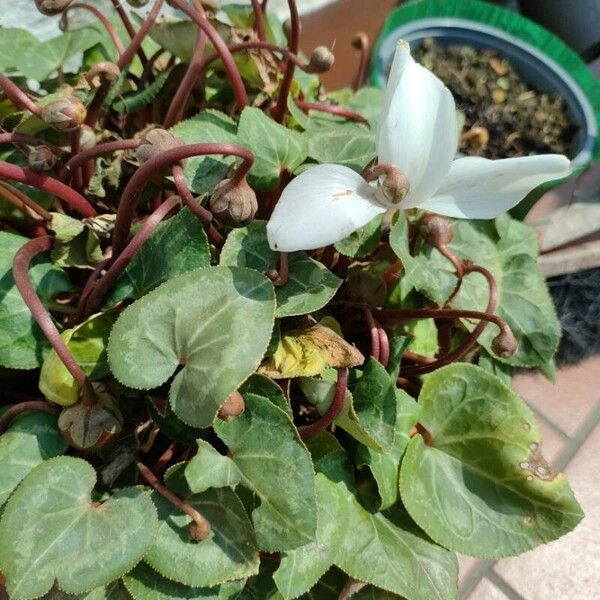 Cyclamen persicum Blomst