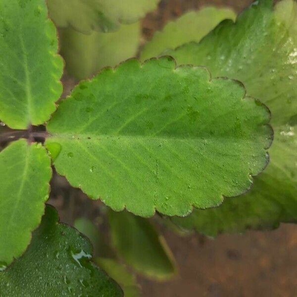 Bryophyllum pinnatum Fuelha