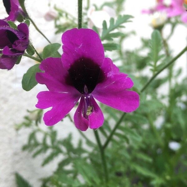 Schizanthus pinnatus Flor