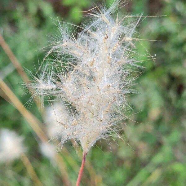 Bothriochloa barbinodis Φύλλο