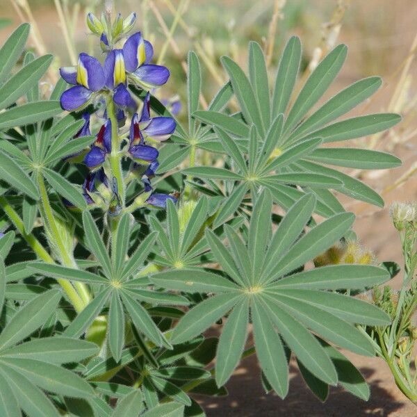 Lupinus digitatus മറ്റ്