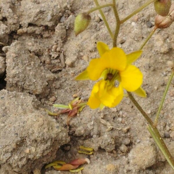 Chamaecrista hispidula Flors