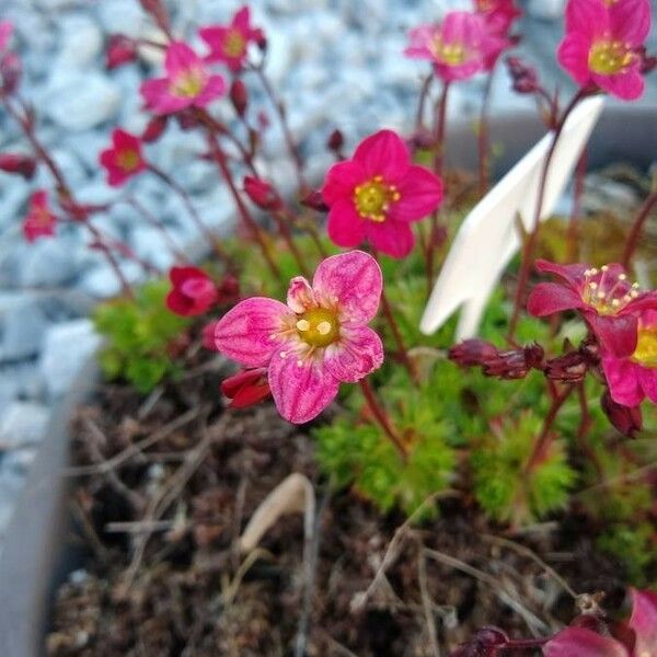 Saxifraga rosacea Květ