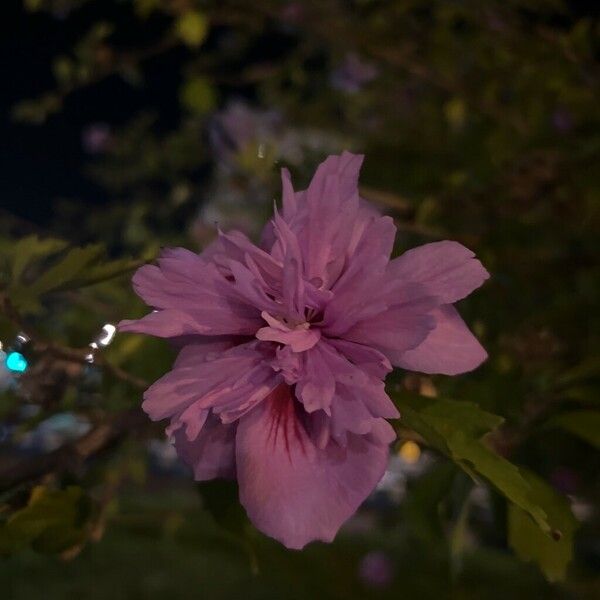 Hibiscus syriacus Cvet