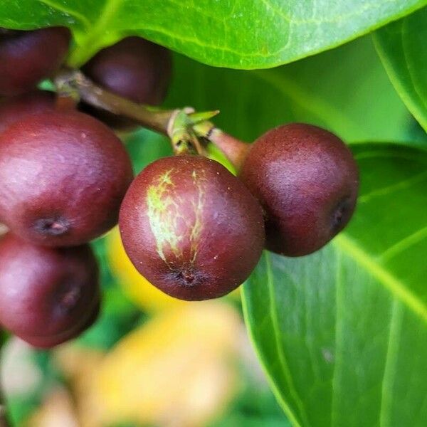 Ficus tinctoria Plod