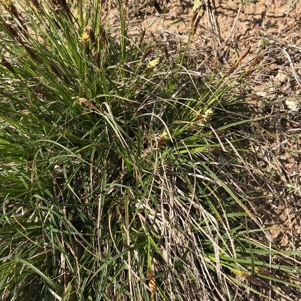 Carex halleriana पत्ता