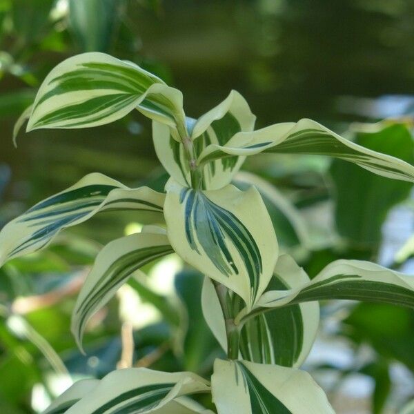 Hellenia speciosa Levél