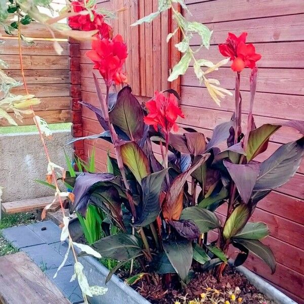 Canna indica موطن