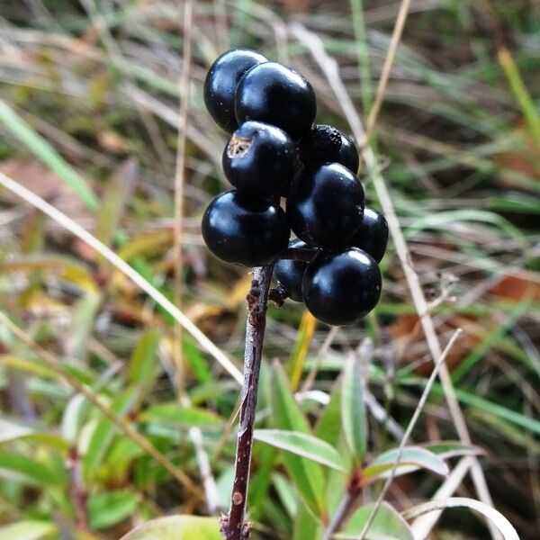 Ligustrum vulgare 果実