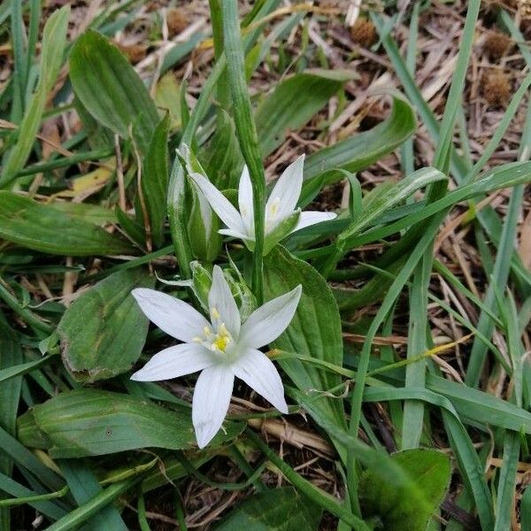 Ornithogalum orthophyllum Kwiat