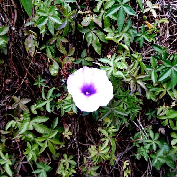 Ipomoea cairica 形态