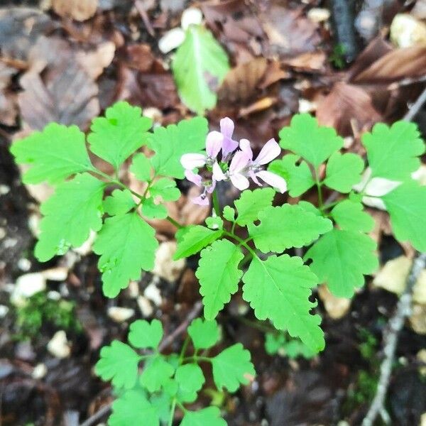 Cardamine chelidonia Leaf