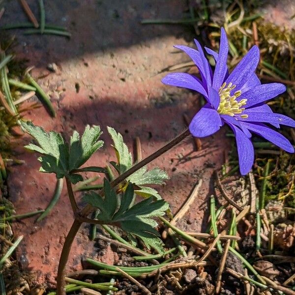 Anemonoides blanda Hábito