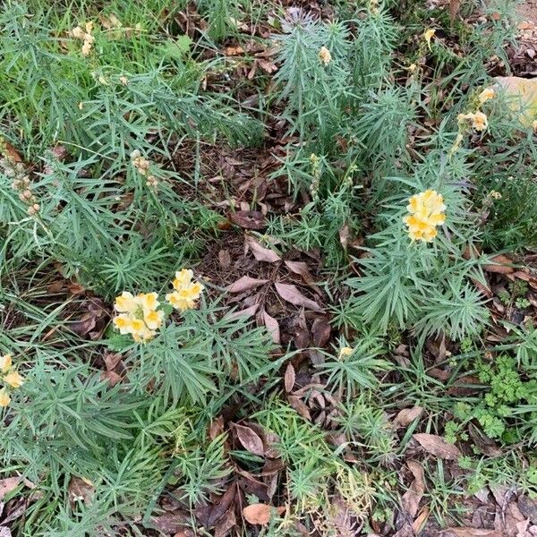 Linaria vulgaris Habitus