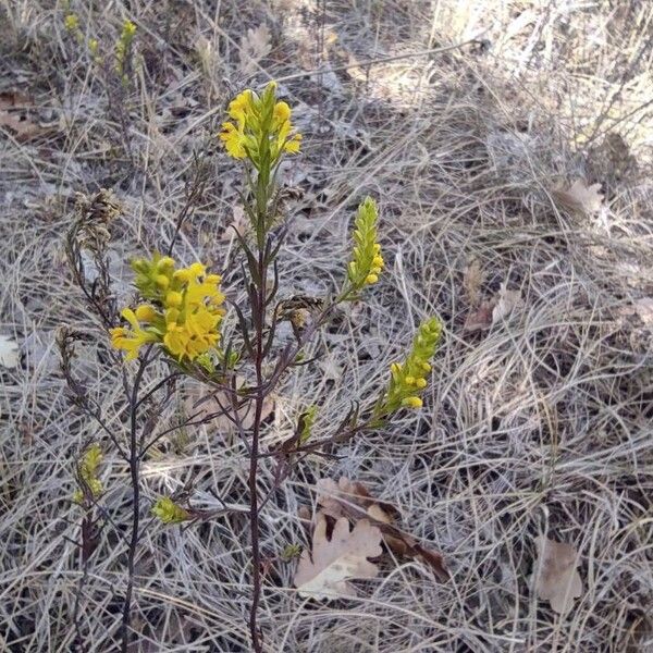 Odontites luteus Habitat