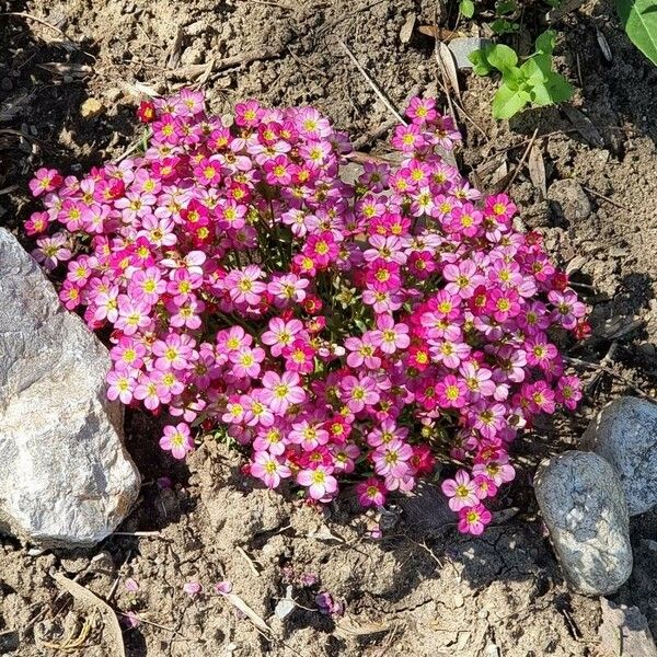 Saxifraga rosacea Blomma