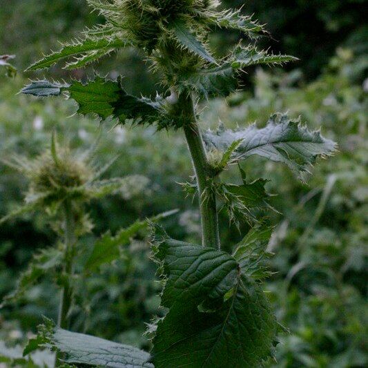 Cirsium carniolicum Sonstige