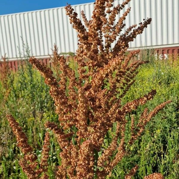 Rumex aquaticus 其他