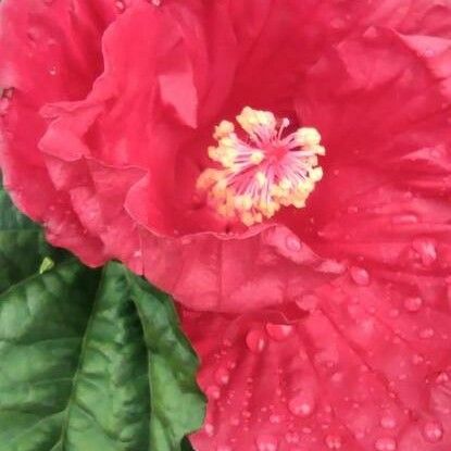 Hibiscus moscheutos Floare