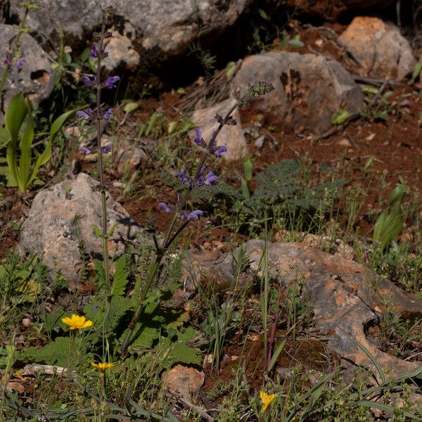 Salvia virgata Floare