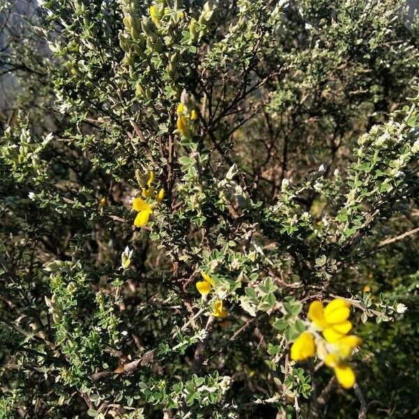 Genista canariensis Blodyn