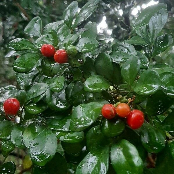 Murraya paniculata Fruto