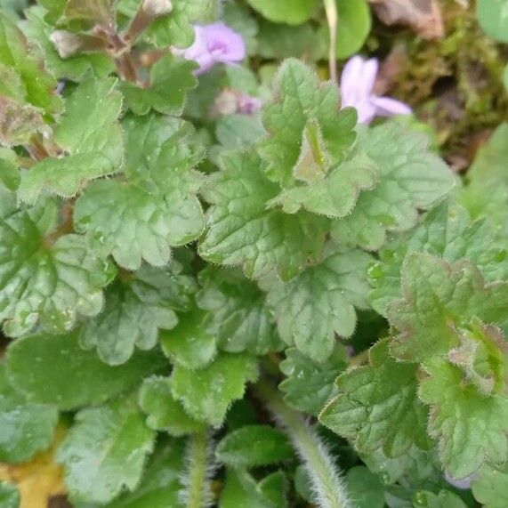 Glechoma hederacea Levél