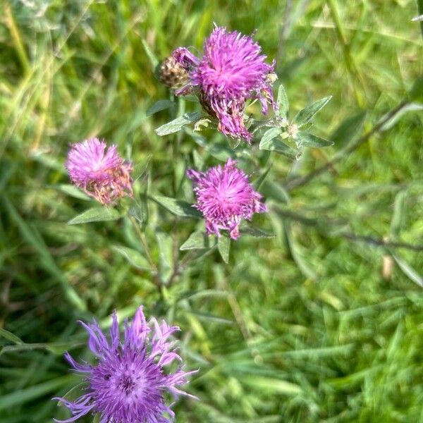 Centaurea phrygia Flor