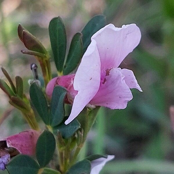 Chamaecytisus purpureus Bloem