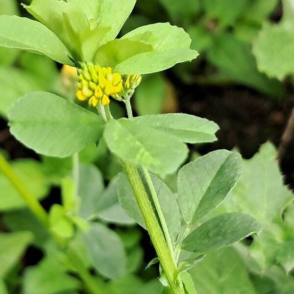 Medicago lupulina Flower