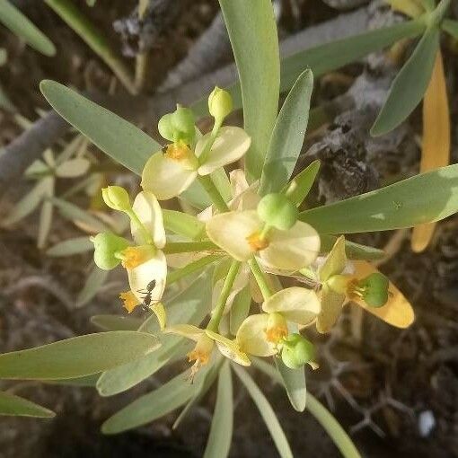 Euphorbia regis-jubae Blomma