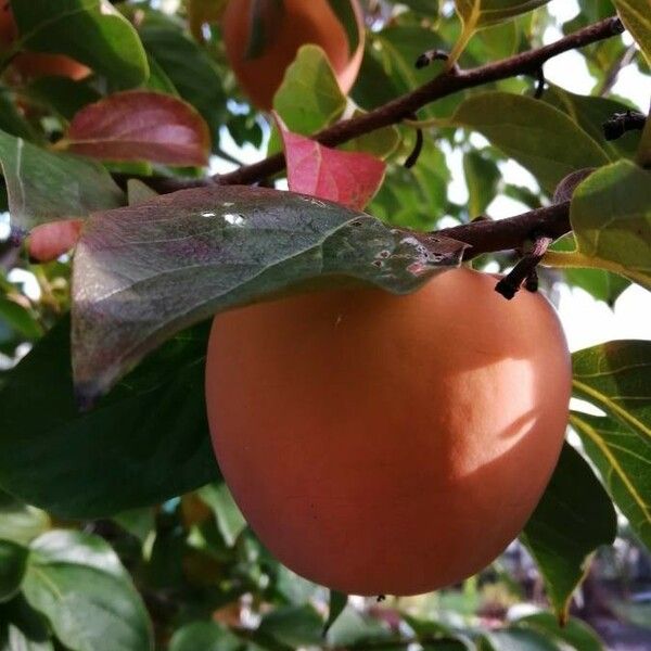 Diospyros kaki Fruit