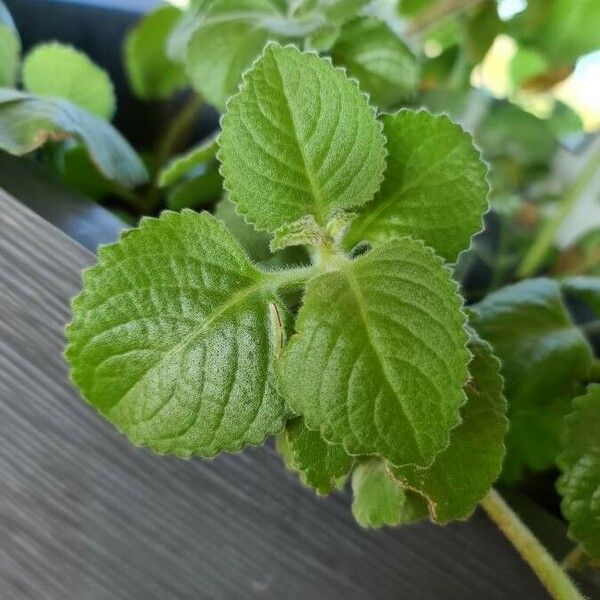 Coleus amboinicus Lapas