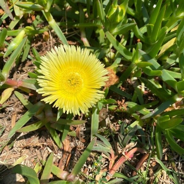 Carpobrotus edulis Λουλούδι